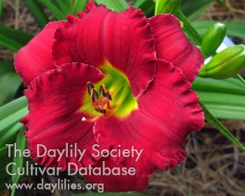 Red Crush AHS image