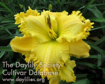 Kennesaw Golden Needles AHS image
