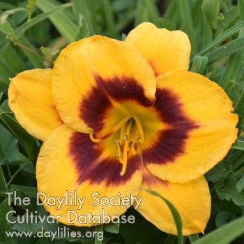 KGardens Daybreak
