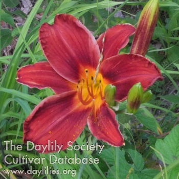Olallie Ariane AHS image