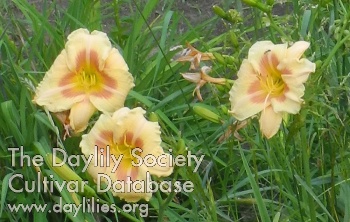 Olallie Arlyn Diamond AHS image
