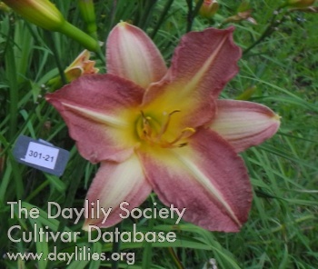 Olallie Butter's Aura AHS image