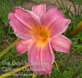 Olallie Claire McMurray AHS image