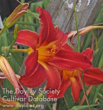 Olallie Gillian Kruskall AHS image