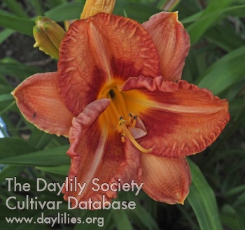 Olallie Hayley's Heart AHS image