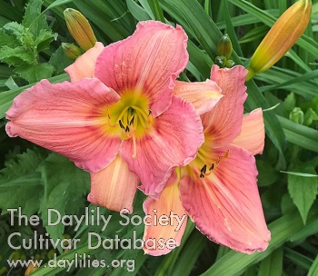 Olallie Hazey Daisy AHS image