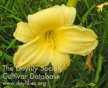 Olallie Janet's Treasure AHS image