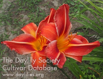 Olallie Luke's Triumph AHS image