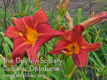 Olallie Matthew AHS image