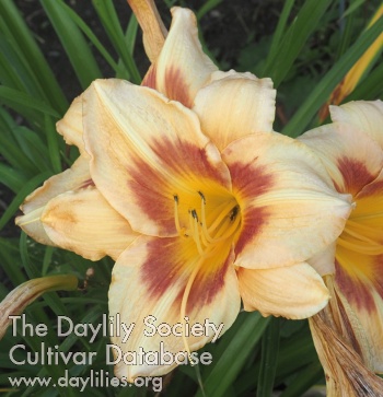 Olallie Michelle's Garden Meme AHS image
