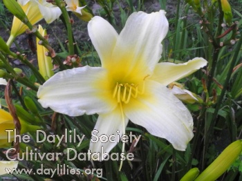 Olallie Olivia 4 26 2014 AHS image