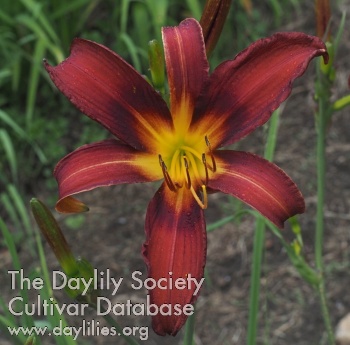 Olallie Our Anne AHS image