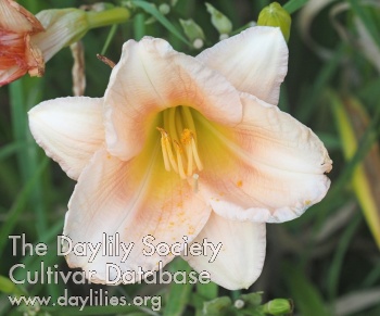 Olallie Phoebe's Joy AHS image