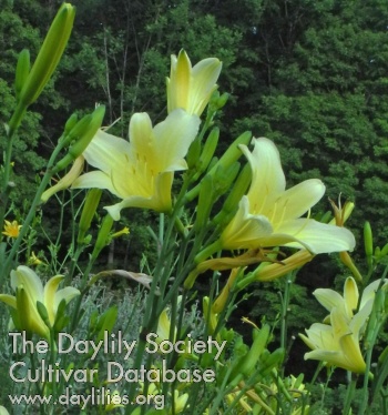 Olallie Renwald's Sunshine AHS image