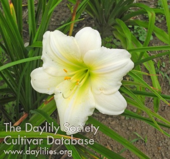Olallie Renwald Yankee Ridge AHS image