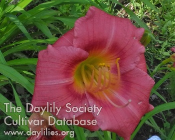 Olallie Rosalind AHS image