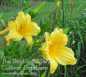 Olallie Sassy Sheila P. AHS image
