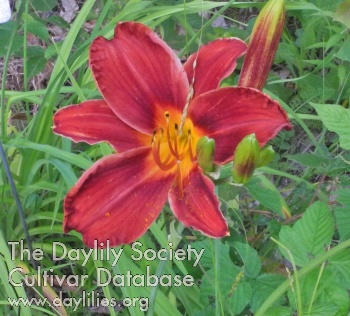 Olallie Star of Noelle AHS image