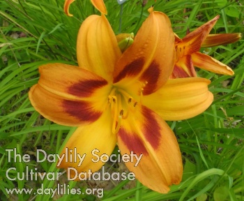 Olallie Susan K. Wilson AHS image