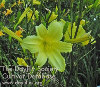 Olallie Suzanne's Summer Night AHS image