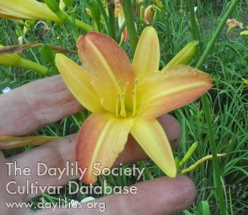 Olallie Sweet Betty Jane AHS image