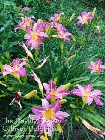 Olallie Tiffany Sreca AHS image
