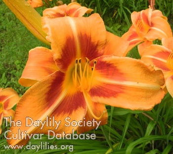 Olallie Lynne's Heart AHS image