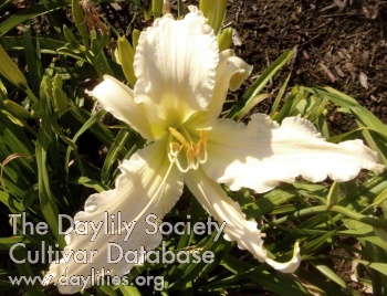 Dip in the Heart of Texas AHS image