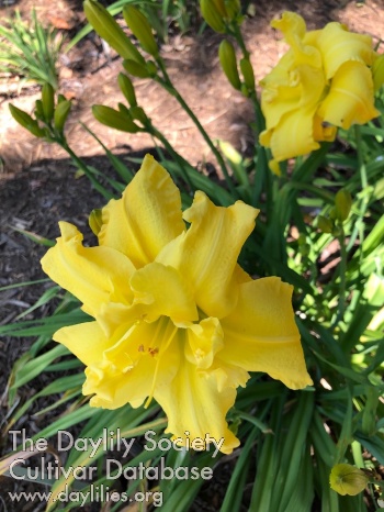 Dagmara's Delight