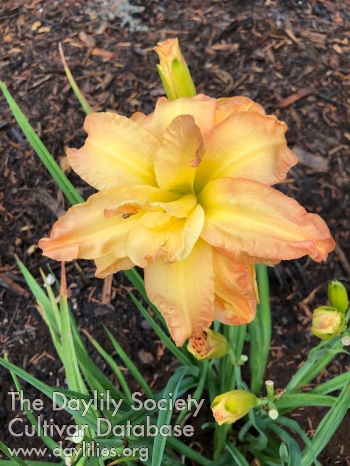Marmalade Swirl AHS image