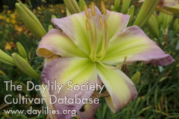 Boitzer Lavender Daylight AHS image