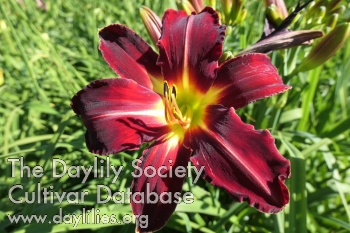 Boitzer Roadrunner AHS image