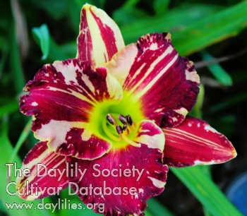 Cosmos Chaos AHS image