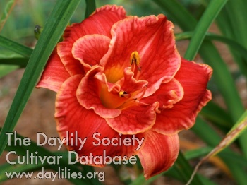 Hearts Ablaze AHS image