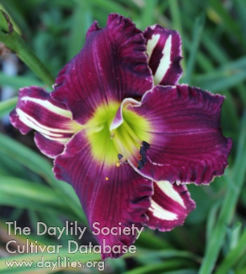 Laurelwood's Falling Stars AHS image