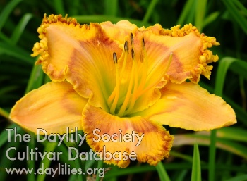 Joyful Harvest AHS image
