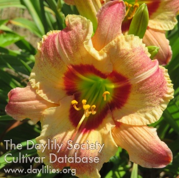 Speckled Apple AHS image