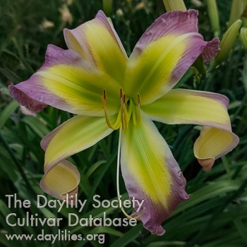 Heavenly Lavender Swirls AHS image