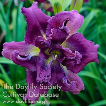 Heavenly Purple Passion AHS image