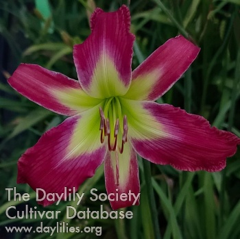 Pink Dragonfruit AHS image
