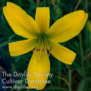 Sunshine Days AHS image