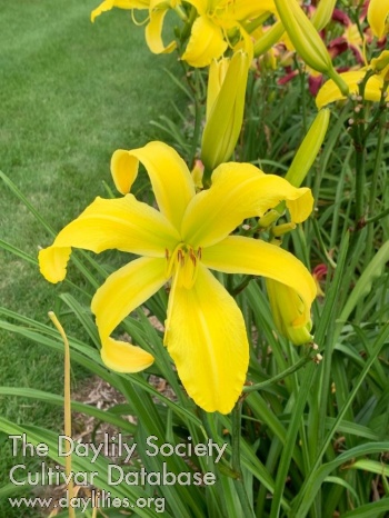 Ten Inches of Sexy Yellow AHS image
