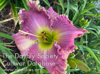Delaine's Delight