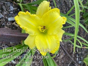 Sour Lemon AHS image