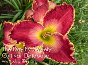 Beautiful Bella AHS image