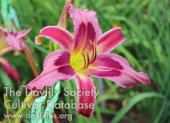 Petalicious Perfection AHS image