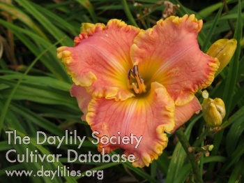 Rhapsodie des Anges AHS image