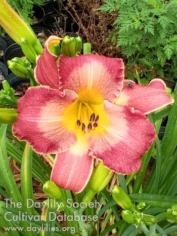 Hesperides Delight