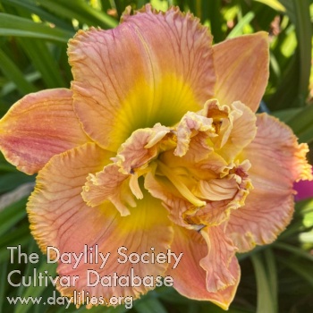 Tropical Ruffled Feathers AHS image
