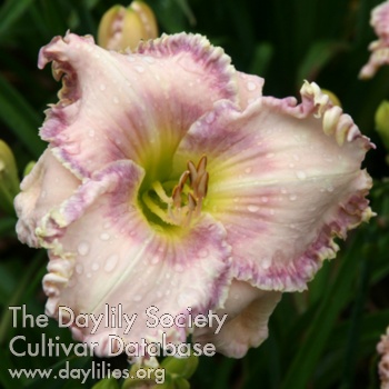 Calypso Charm